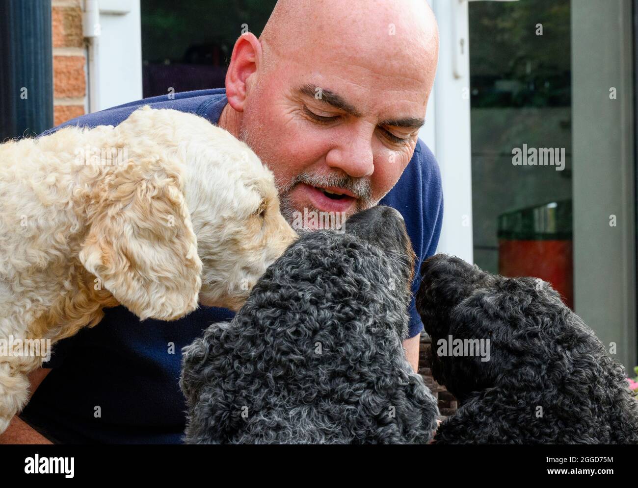 Ein kahlköpfiger Mann, der seinen drei Labradoodle-Hunden Zuneigung zeigt Stockfoto