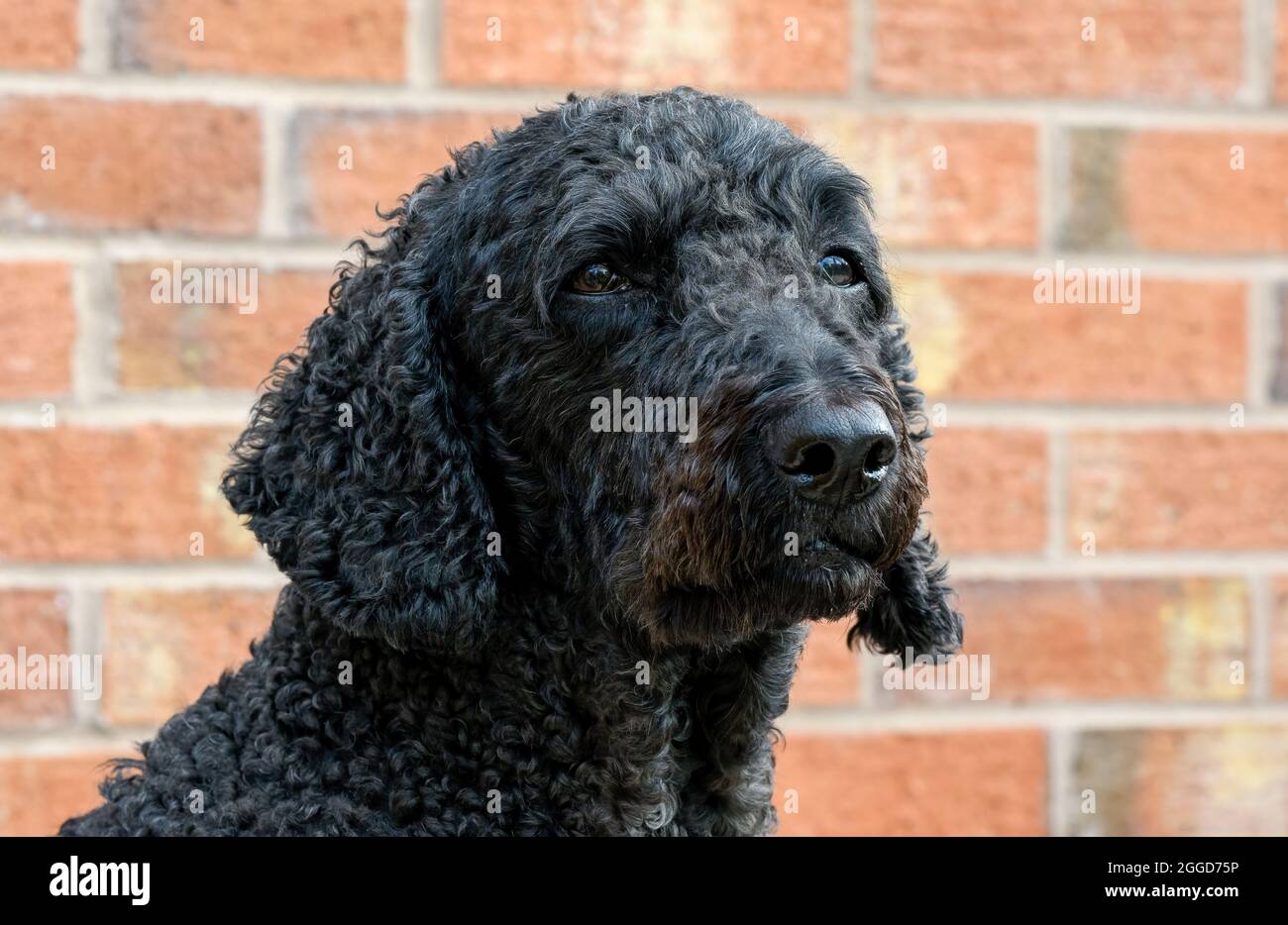 Nahaufnahme des Kopfes eines schwarzen Labradoodle-Hundes, der gegen eine Backsteinmauer abgebildet ist Stockfoto