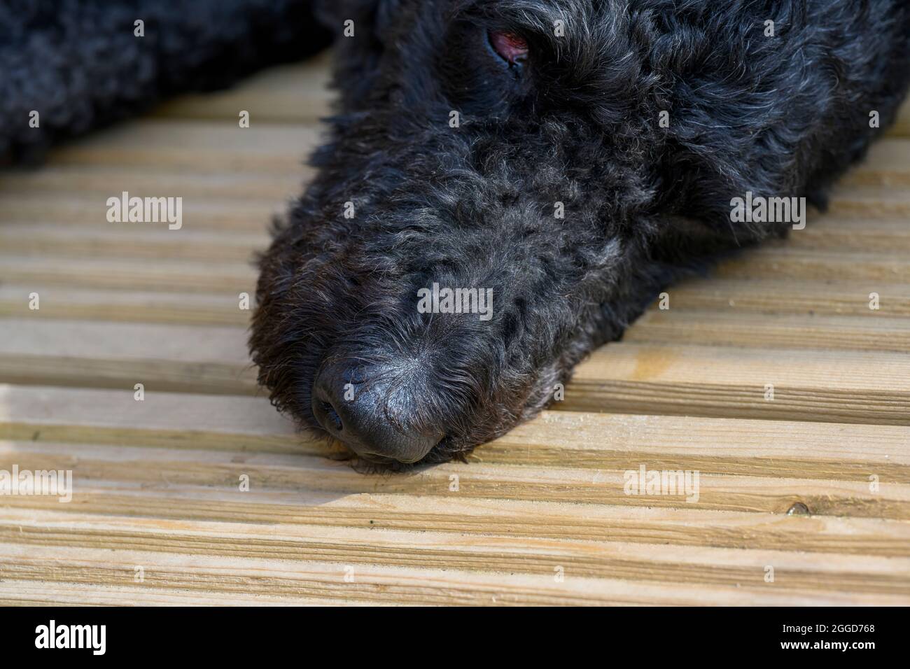 Nahaufnahme des Kopfes eines lockigen schwarzen Labradoodle-Hundes, der sich auf eine Holzterrasse legt Stockfoto