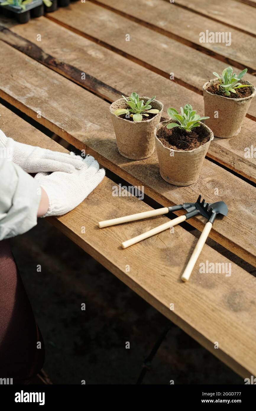 Die mit Handschuhen bedeckten Hände des Bauern stehen vor dem Verpflanzen von grünen Setzlingen am Holztisch Stockfoto