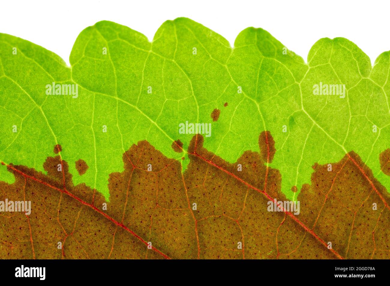 Nahaufnahme des Blattes der Coleus-Pflanze mit den Venenmustern Stockfoto