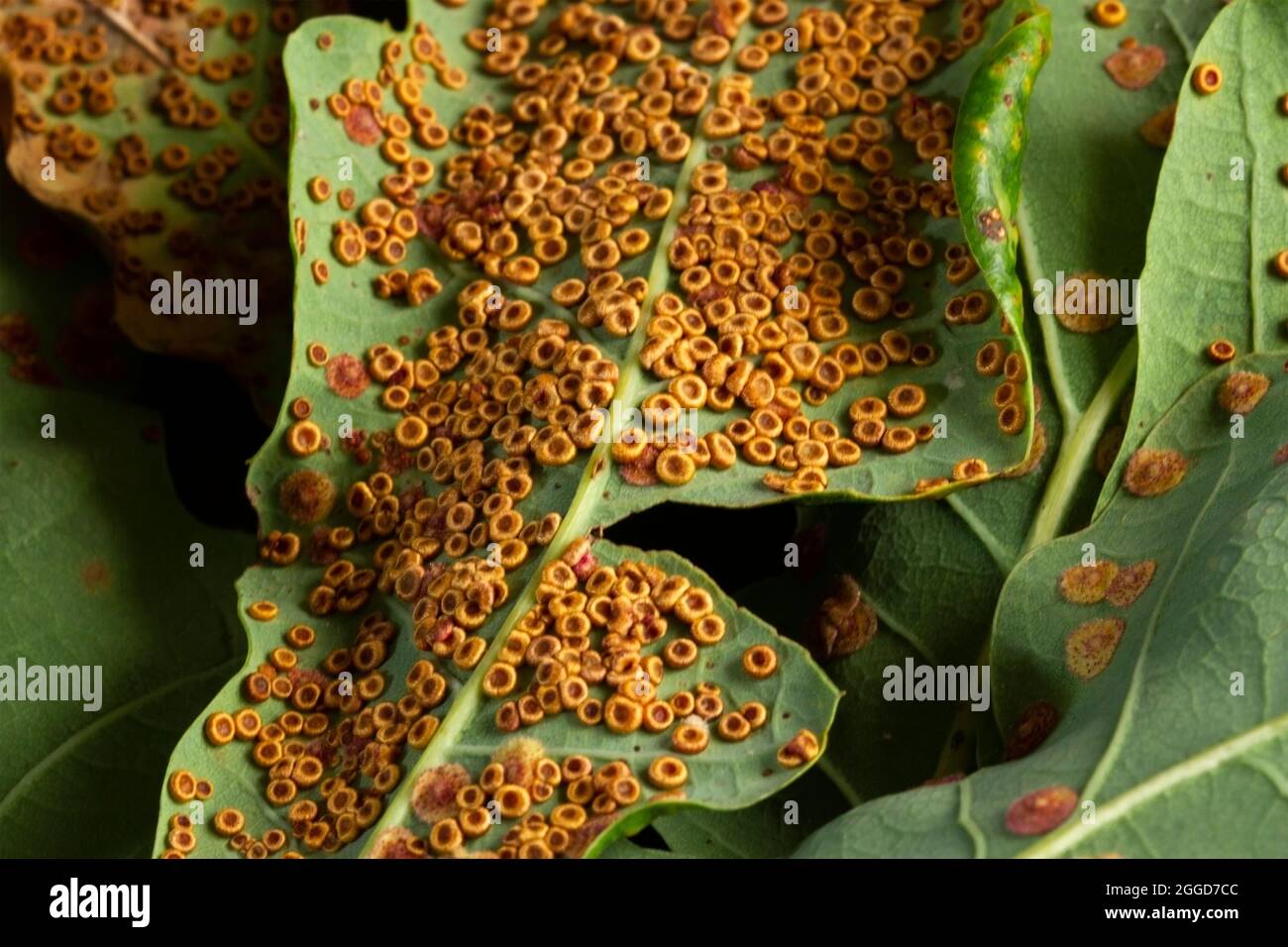 Zwei Arten von Spangle Gall auf der Unterseite von Eichenblättern. Die Scheibe wie Common Spangle Gall und die kupffelförmigen Silk Button Spangle Galls machen Gallen Stockfoto