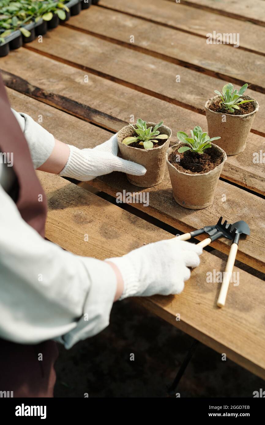 Hände des Landwirts in Handschuhen, die Handwerkzeug nehmen, bevor die Sämlinge durch den Holztisch verpflanzt werden Stockfoto