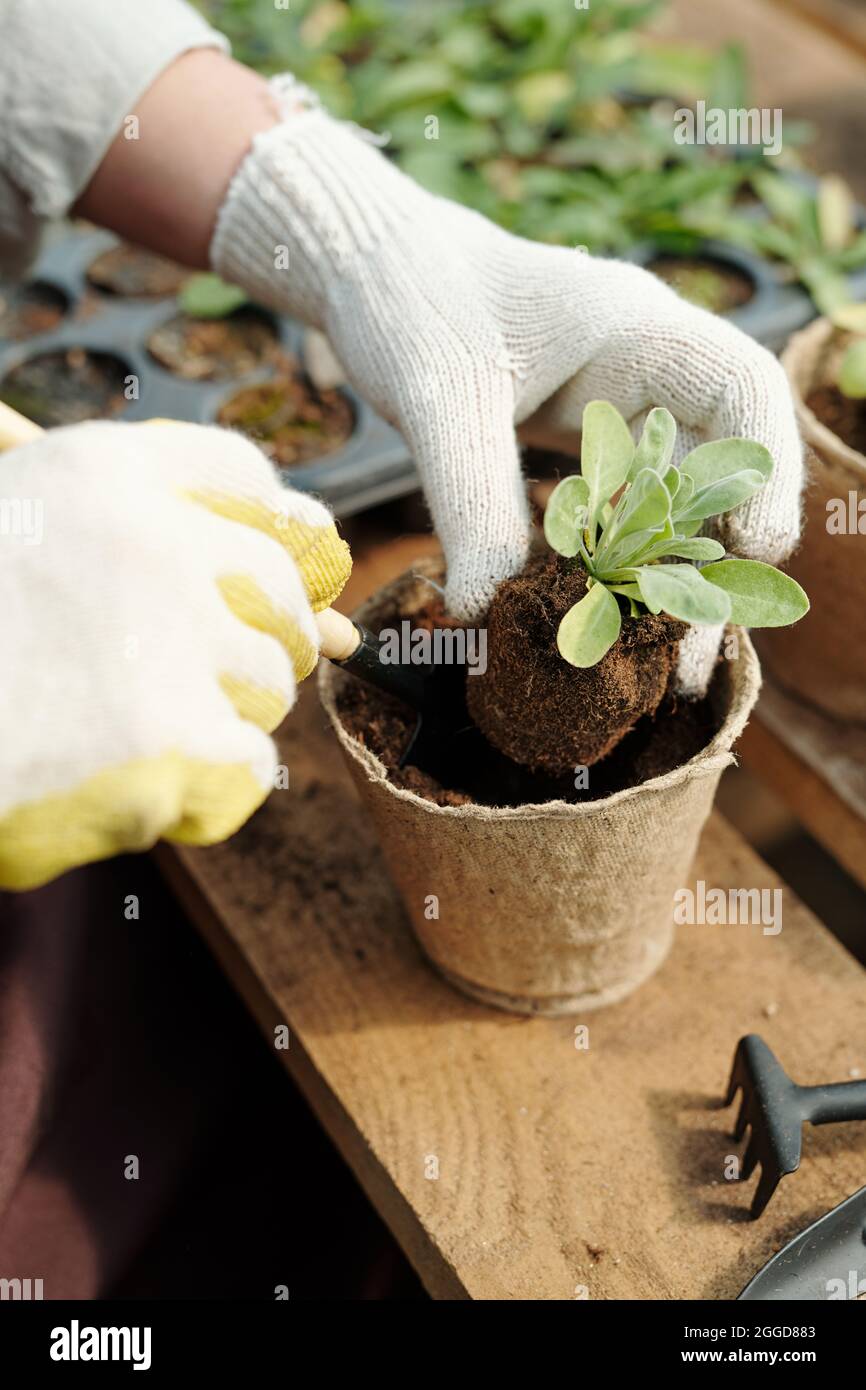 Hände einer Bäuerin in Handschuhen während der Umpflanzungsarbeiten im Treibhaus Stockfoto