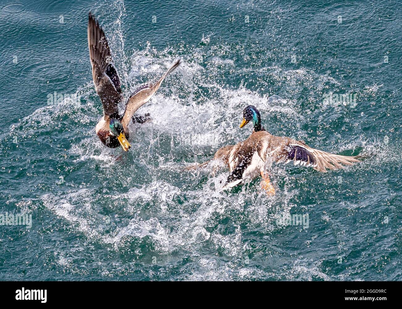 Bellano, Enten Spiele auf dem See, Comer See, Lombardei, Italien, Europa Stockfoto