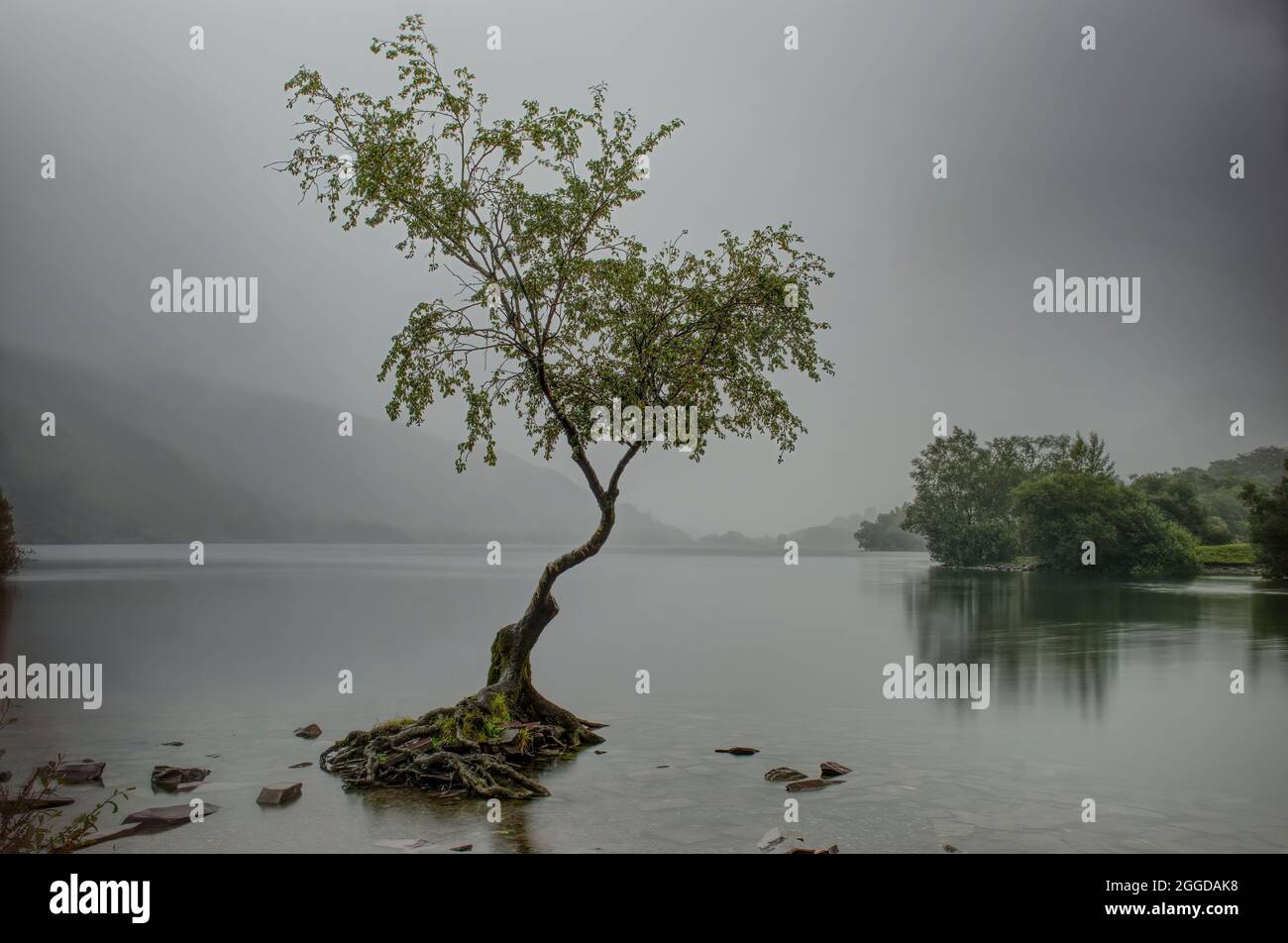 Der Einsame Baum Llanberis Stockfoto