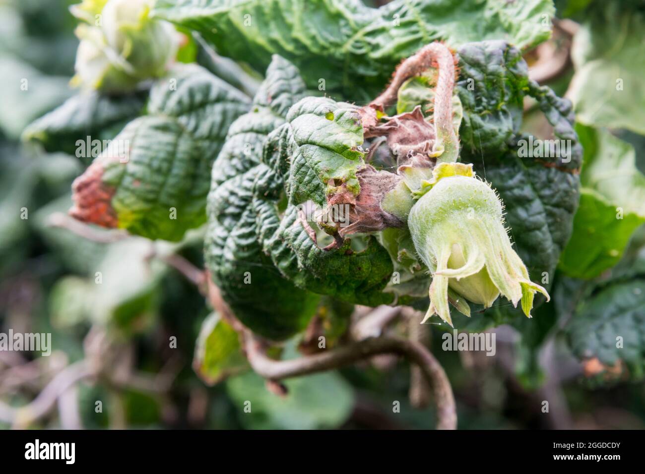 Haselnuss wächst auf Korkenzieher Haselnuss, Corylus avellana 'Contorta'. Stockfoto