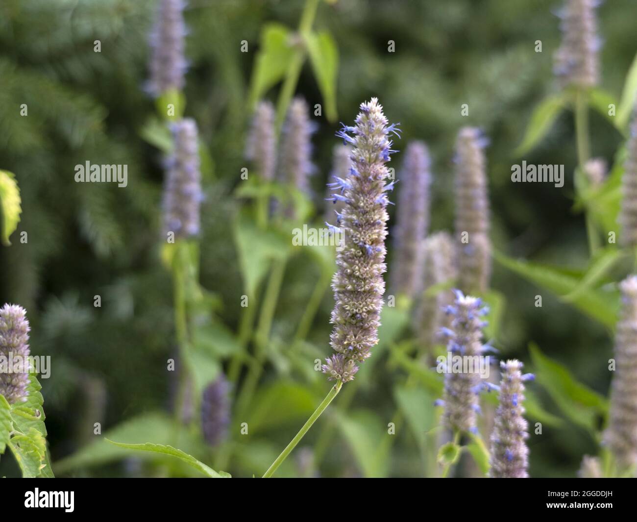 Ysop Pflanze Blume Nahaufnahme Detail Stockfoto