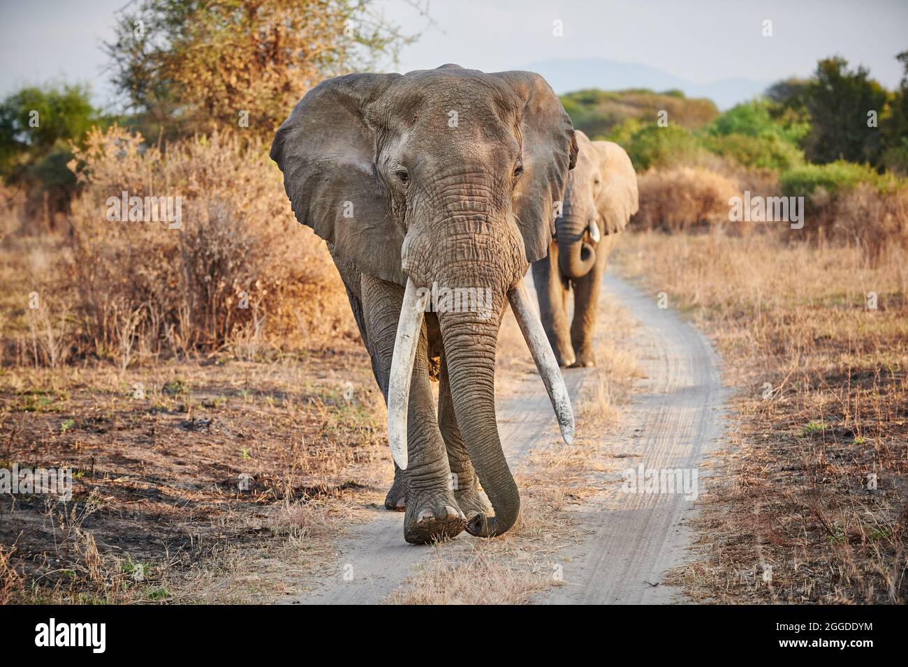 Riesiger männlicher afrikanischer Buschelefant (Loxodonta africana) mit großen Stoßzähnen, die zur Kamera laufen, Tarangire National Park, Tansania, Afrika Stockfoto