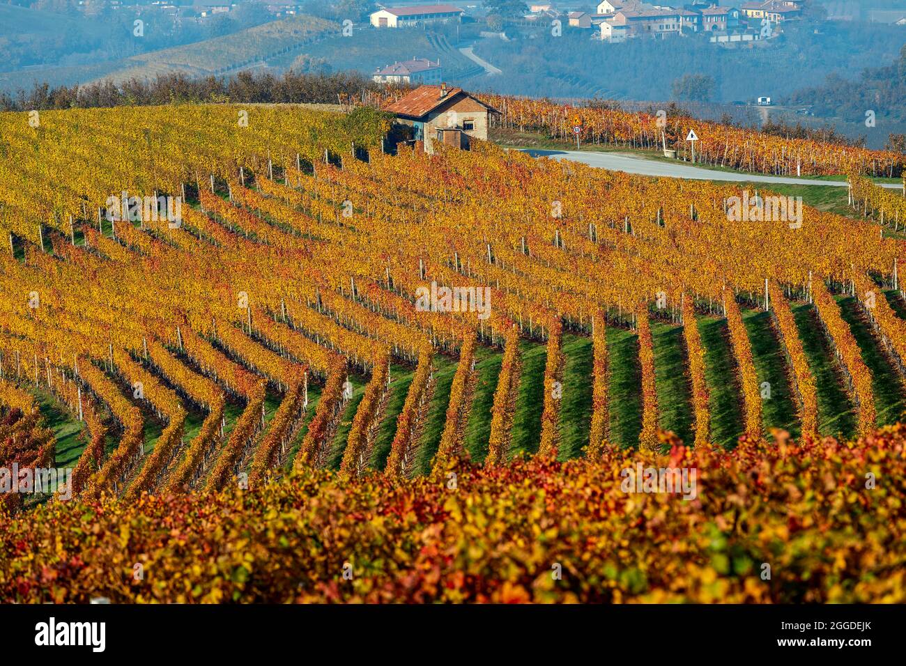 Kleines Landhaus inmitten von bunten herbstlichen Weinbergen auf den Hügeln von Langhe im Piemont, Norditalien. Stockfoto