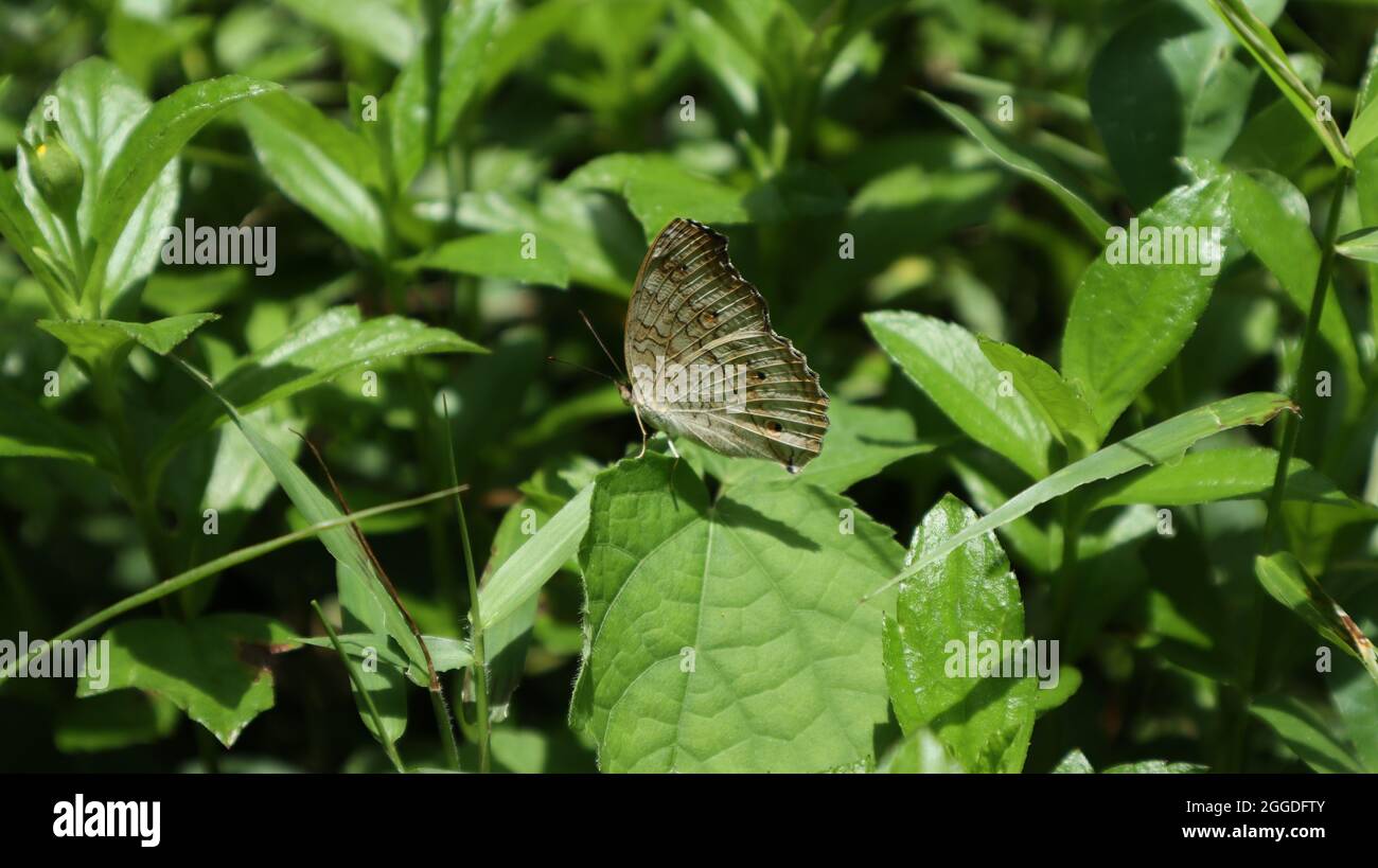 Ein Lemon Stiefmütterchen Schmetterling mit gefalteten Flügeln sitzende Spitze eines Blatt grasigen Hintergrund Stockfoto