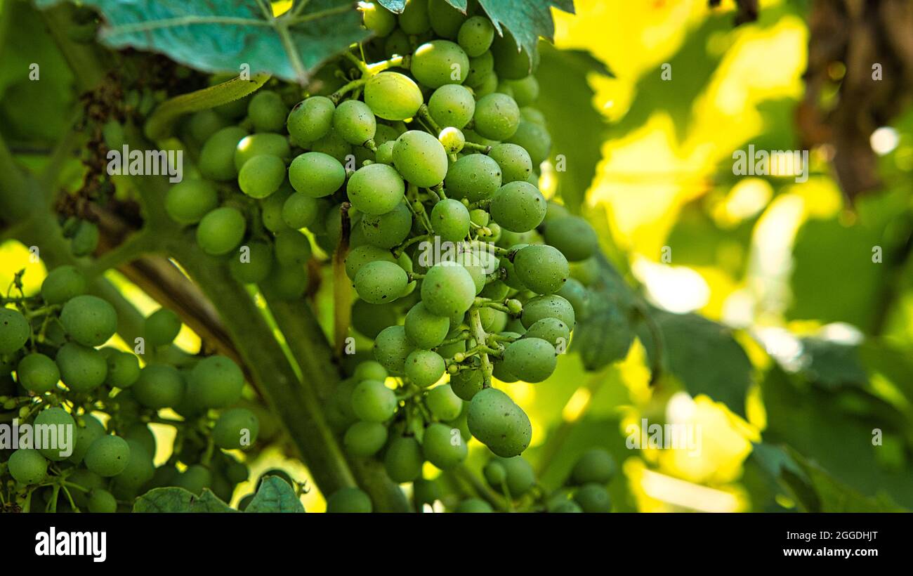 Weinberge in satten Farben. Die Reben mit den Trauben sind reif. Diese werden zum Verzehr genommen oder Sie machen Wein aus ihnen zu genießen. Stockfoto