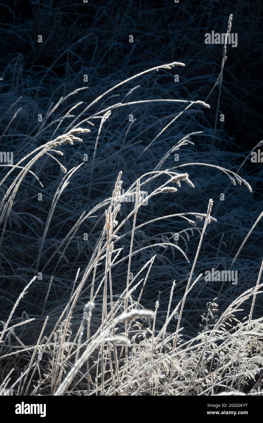 Frost auf Gras, Arthurs Pass, Canterbury, Südinsel, Neuseeland Stockfoto