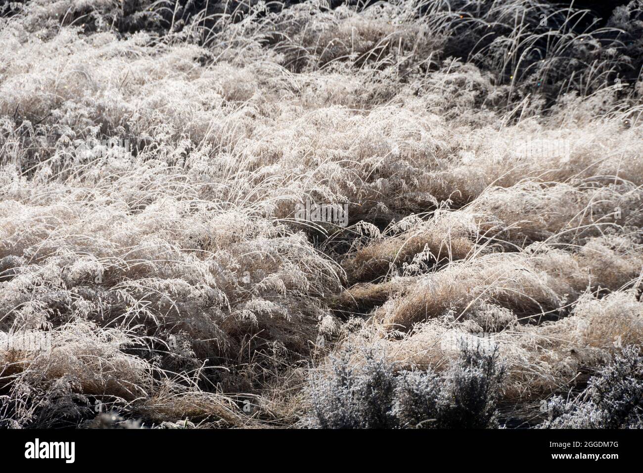 Frost auf Gras, Arthurs Pass, Canterbury, Südinsel, Neuseeland Stockfoto