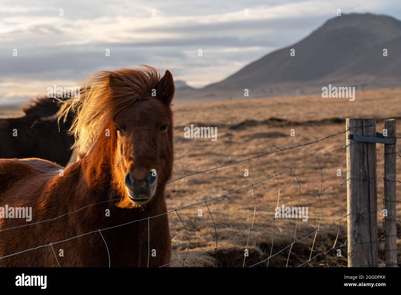 Islandpferde Stockfoto