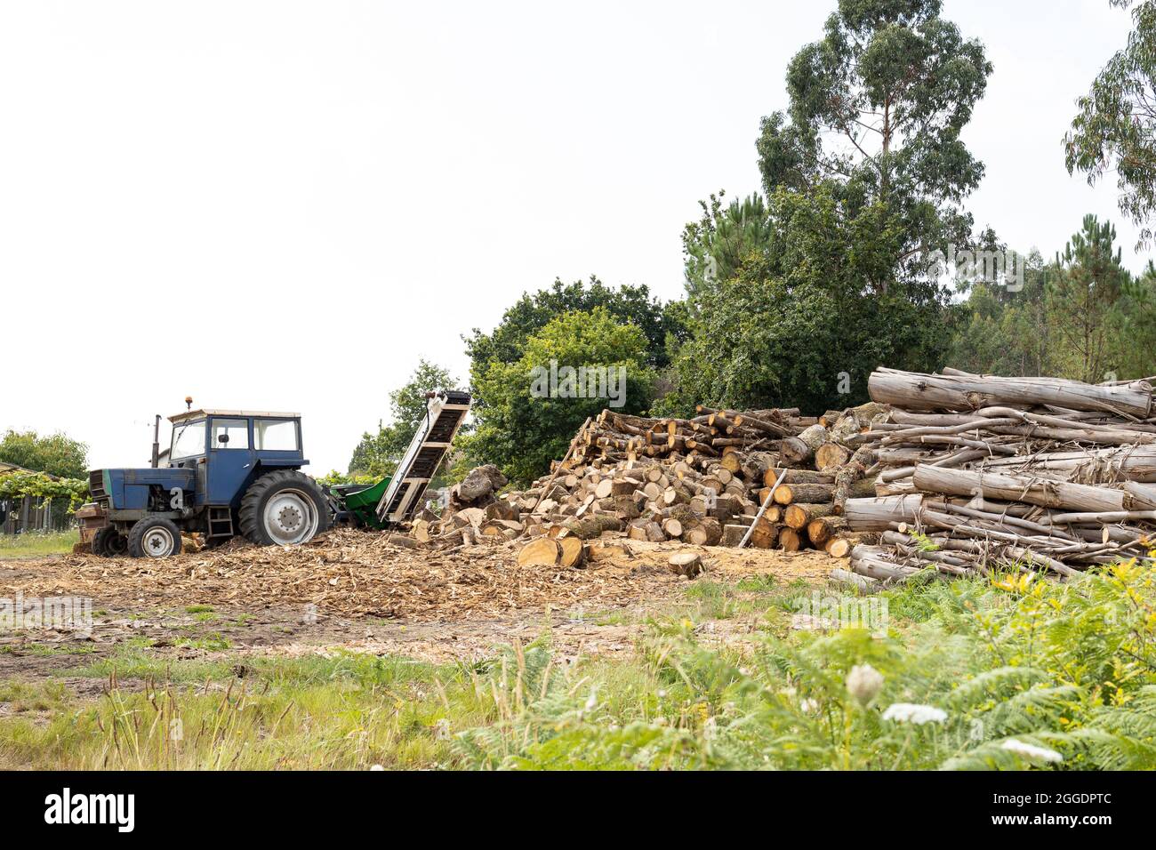 Ländliche Szene mit gestapelten Bäumen und einem Traktor mit Holzsplitter, um Brennholz zu hacken. Speicherplatz kopieren Stockfoto