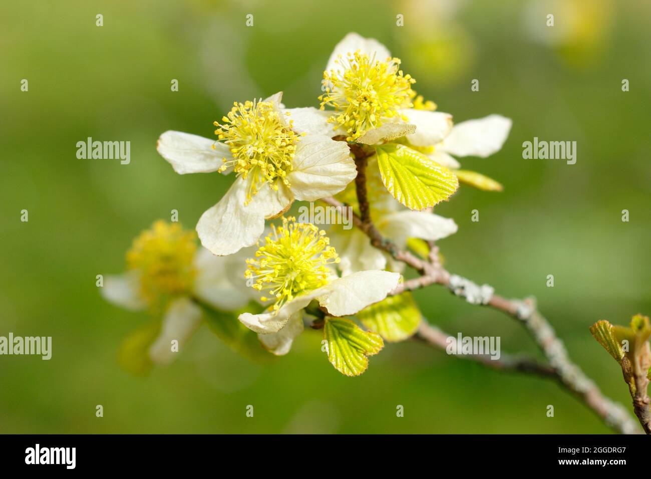 Frühlingsblüten von Parrotiopsis jacquemontiana, dem Himalaya-Hasel-Baum, einem Mitglied der Familie der Hexenhasel. VEREINIGTES KÖNIGREICH Stockfoto