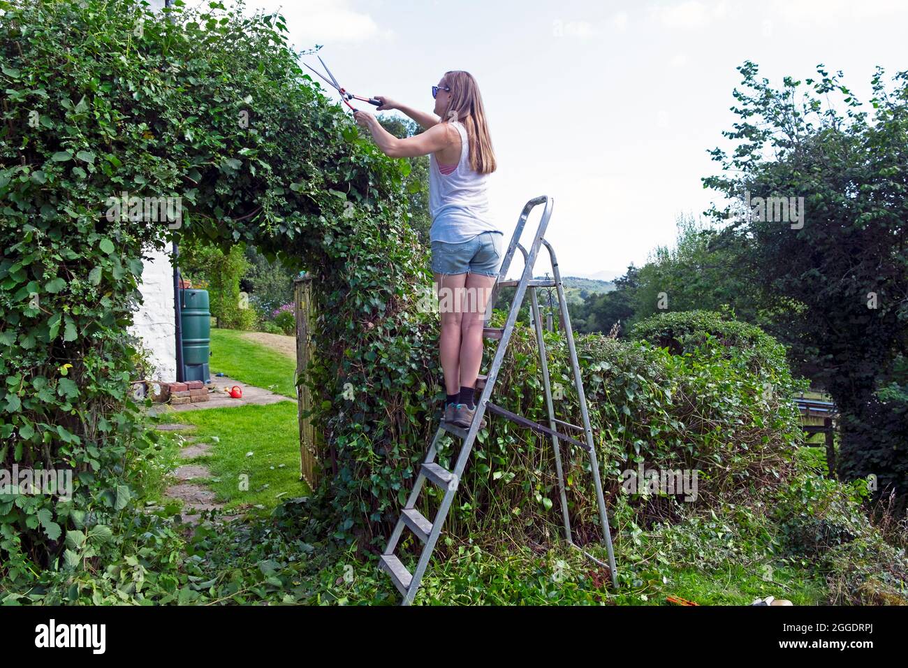Junge Frau Rückansicht Gärtnerin mit Scheren auf einer Leiter stehend Trimmen immergrünen Bogen Hecke in UK Countryside Garden Wales UK KATHY DEWITT Stockfoto