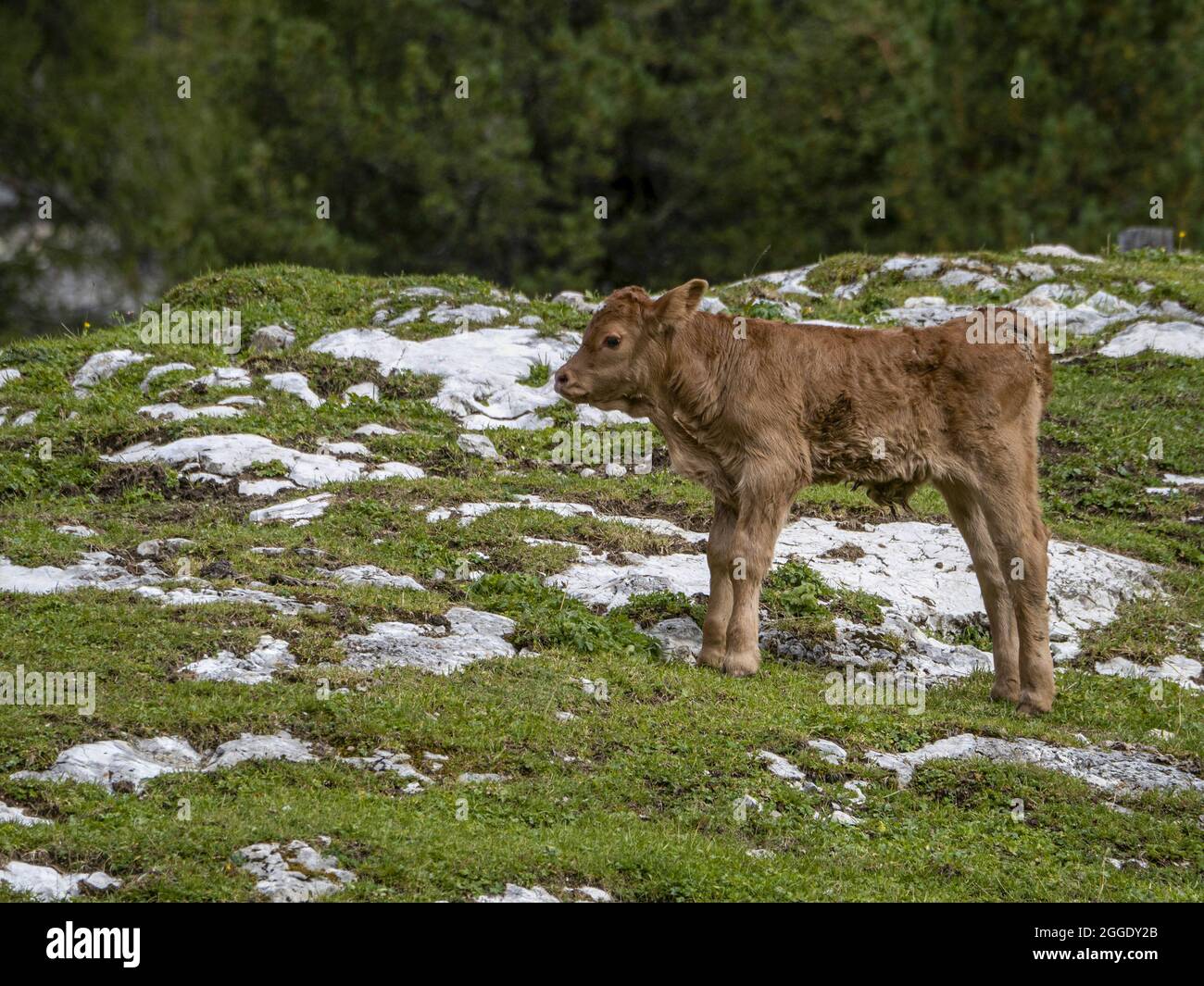 Gerade geborenes Baby Kuh, das in den dolomiten-Bergen entspannt Stockfoto