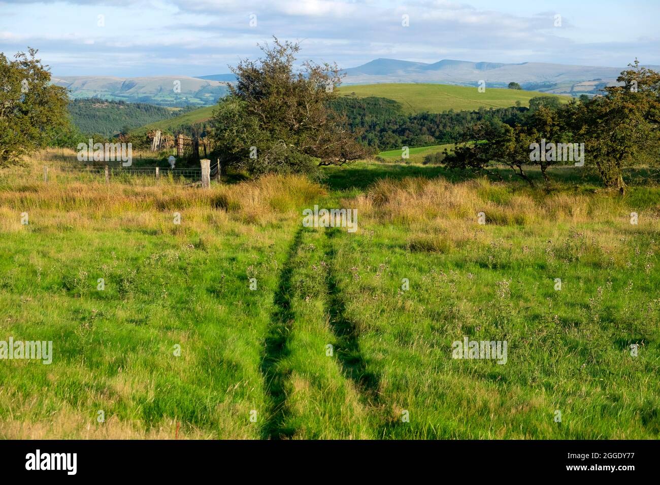 Track on Land in Carmarthenshire Wales UK Countryside 2021 Blick nach Osten nach Llandeusant und Black Mountain von den Llanwrda Hills im August KATHY DEWITT Stockfoto