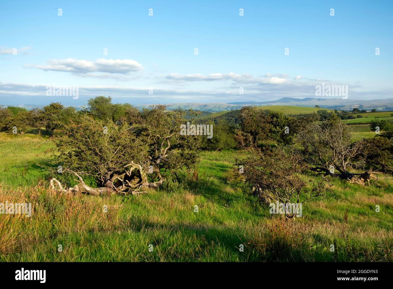 Blick auf den blauen Himmel des Black Mountain Llandeusant von Llanwrda Carmarthenshire Wales Landschaft in Großbritannien Ende des Sommers im August 2021 KATHY DEWITT Stockfoto