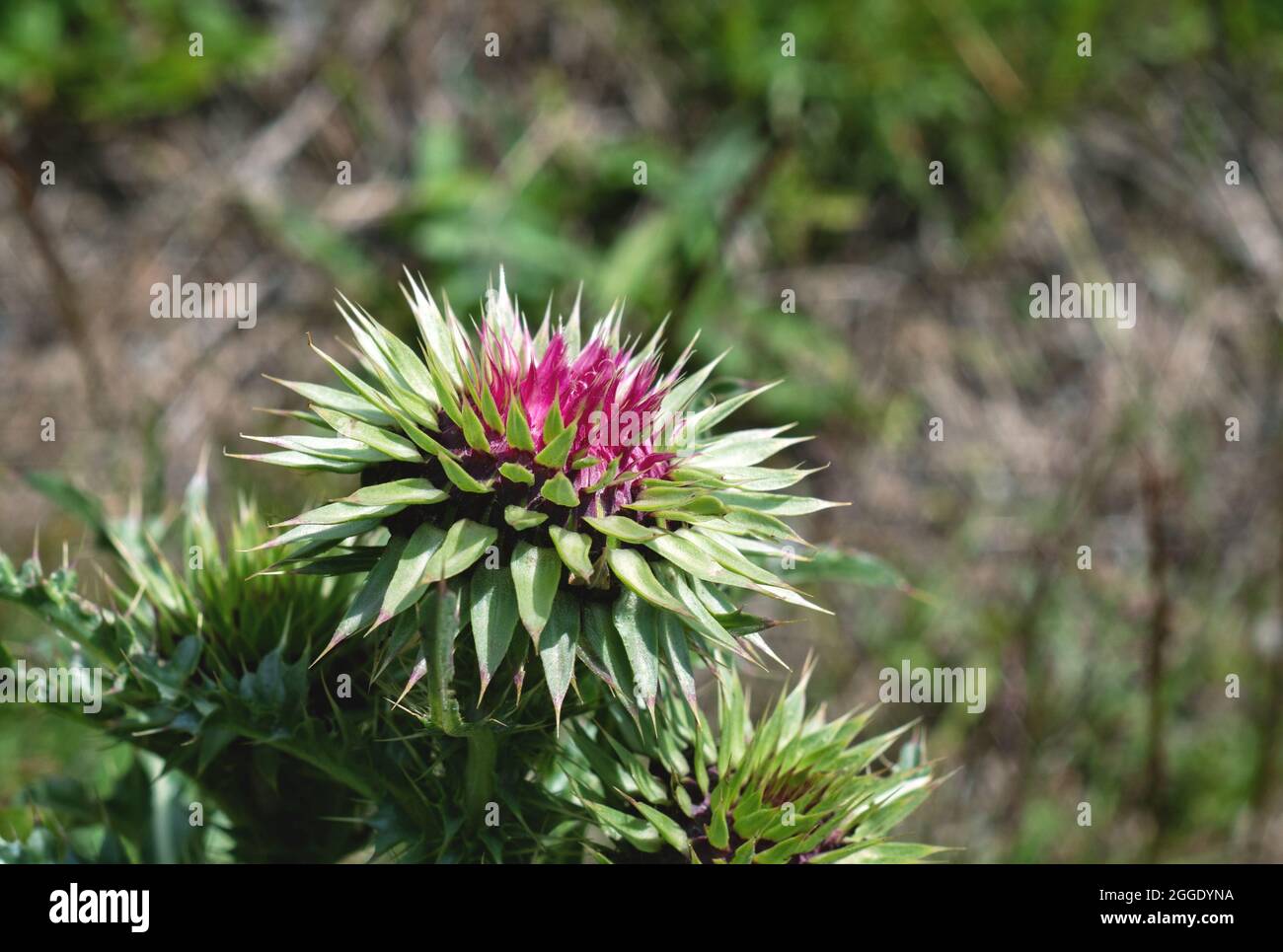 Floraler Hintergrund. Violette dornige Distelblume. Eine violette Blume auf grünem Hintergrund. Nahaufnahme. Stockfoto