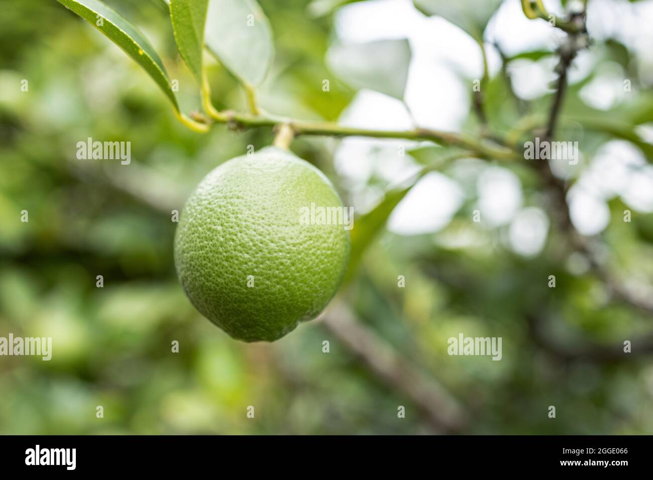 Limettenfrucht wächst auf dem Baum. Selektiver Fokus Stockfoto