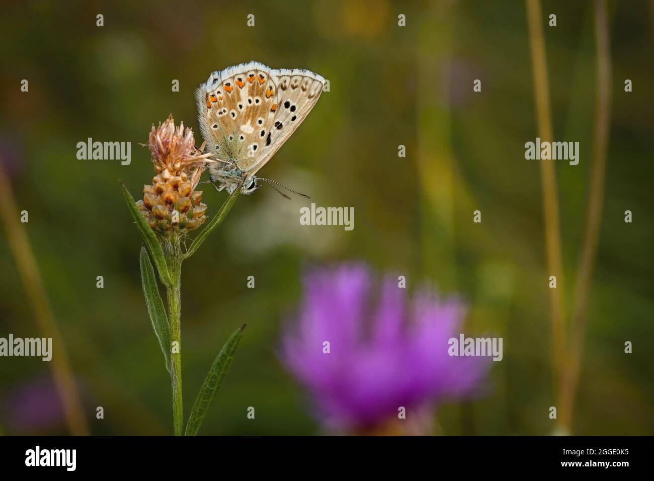 Ein weiblicher Kreidehügel-blauer Schmetterling, der kopfüber auf einer Pflanze sitzt, die an einem Sommertag auf einer Wiese wächst. Hintergrund: Grün, gelb und violett Stockfoto