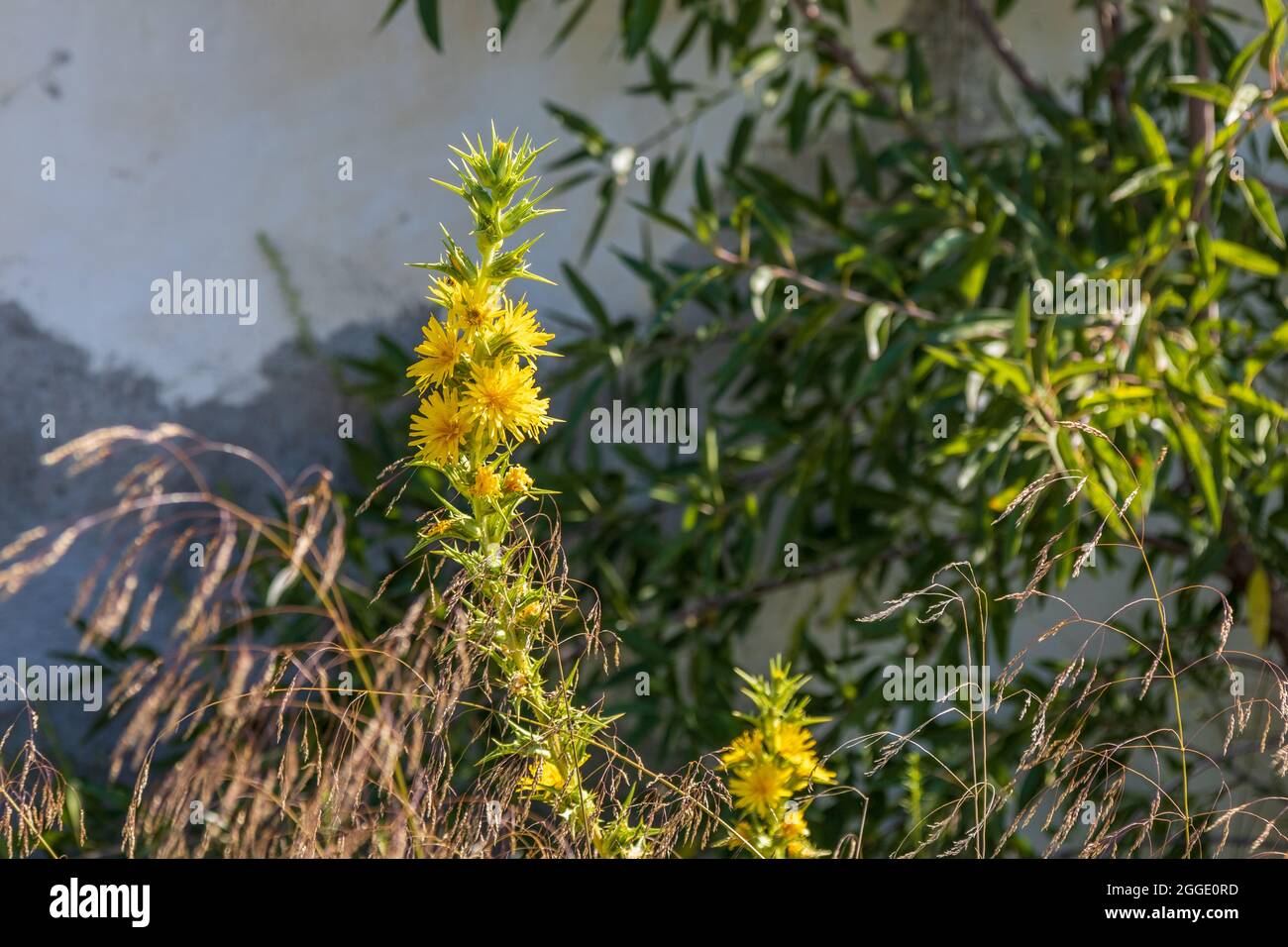 Scolymus hispanicus, Gemeine Golddistel wächst wild auf der Seite der Rambla, Andalusien Spanien Stockfoto