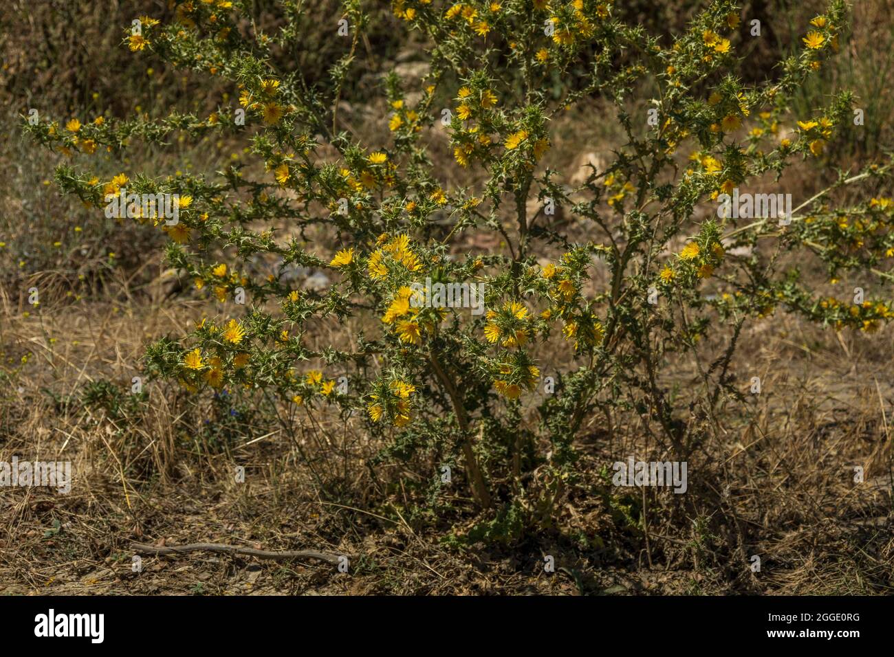 Scolymus hispanicus, Gemeine Golddistel wächst wild auf der Seite der Rambla, Andalusien Spanien Stockfoto