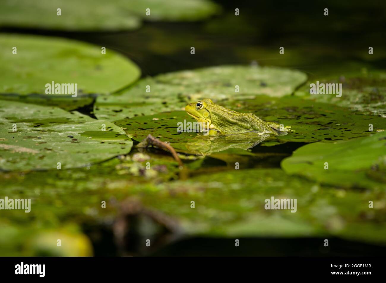 Schwimmfrosch (Pelophylax lessonae) Prignitz, Brandenburg, Deutschland Stockfoto