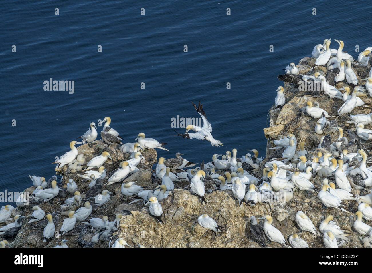 Gannet-Kolonie auf der Felsennadel Stori Karl, Langanes-Halbinsel, Thorshoefn, Norourland-Eystra, Island Stockfoto