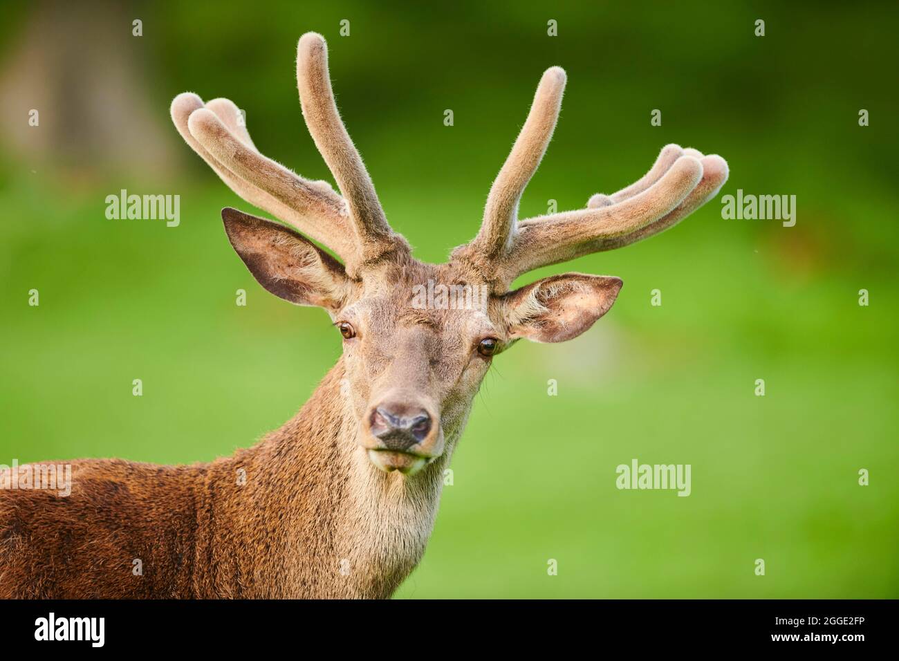 Rotwild (Cervus elaphus), Portrait, Bayern, Deutschland Stockfoto