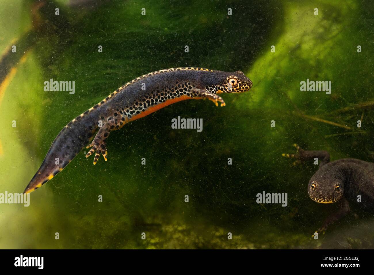 Alpenmolch (Ichthyosaura alpestris), Unterwasseraufnahme, Männchen und Weibchen schwimmen im Laichwasser, Männchen in Vollfarbe, Nordrhein-Westfalen Stockfoto