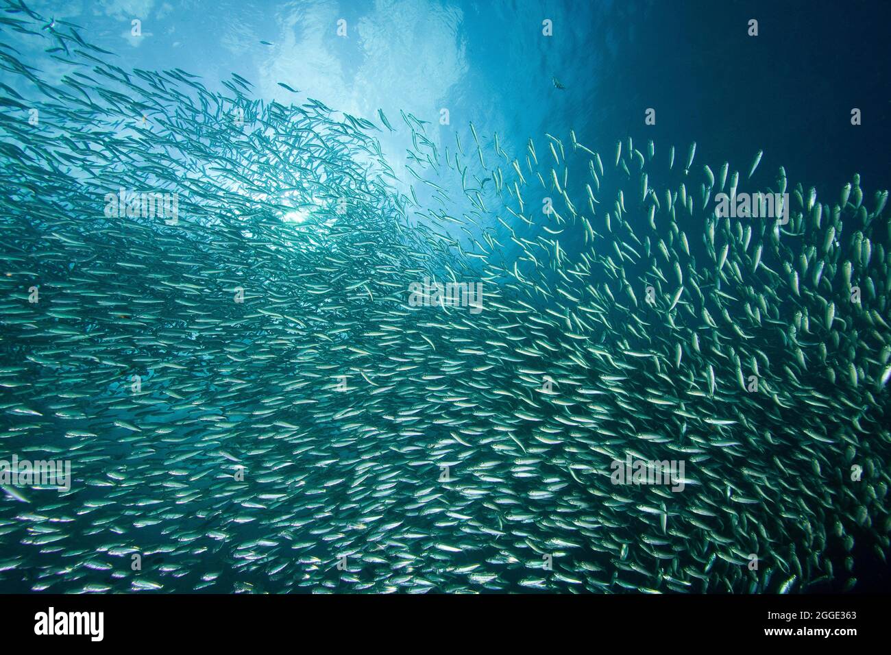 Pazifische sardine Fotos und Bildmaterial in hoher Auflösung Alamy