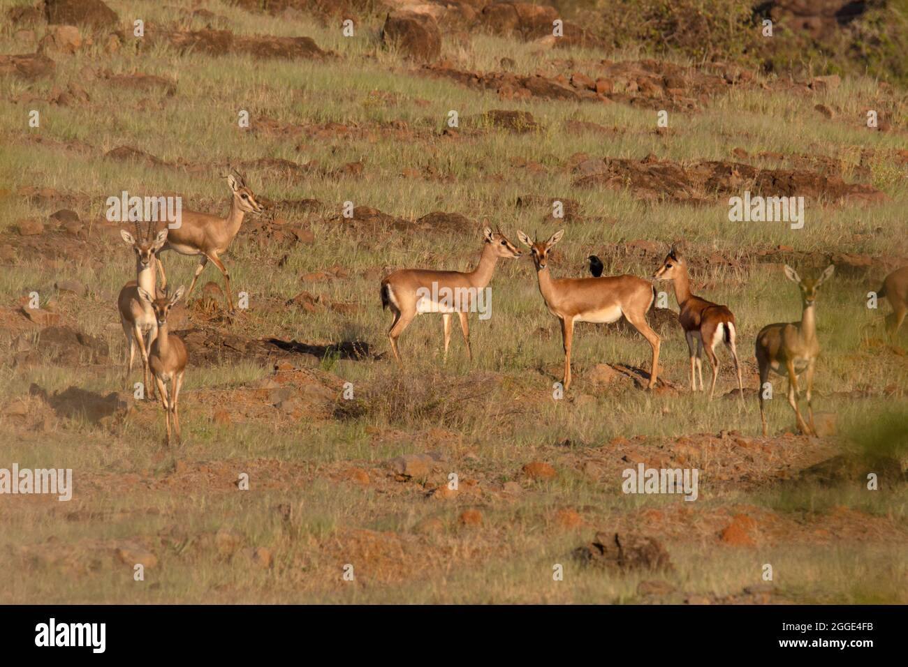 Familienportrait von Chinkara oder indische Gazelle, Gazella bennettii closeup, Indien Stockfoto