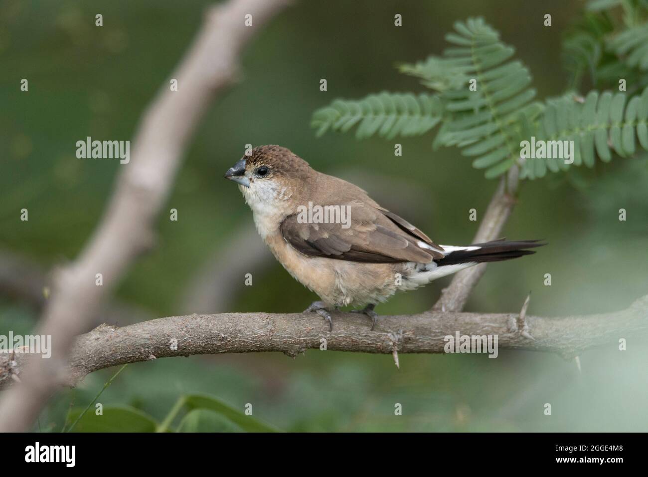 Indische Silberschnabel oder Weißkehlmunie, Euodice malabarica, Indien Stockfoto