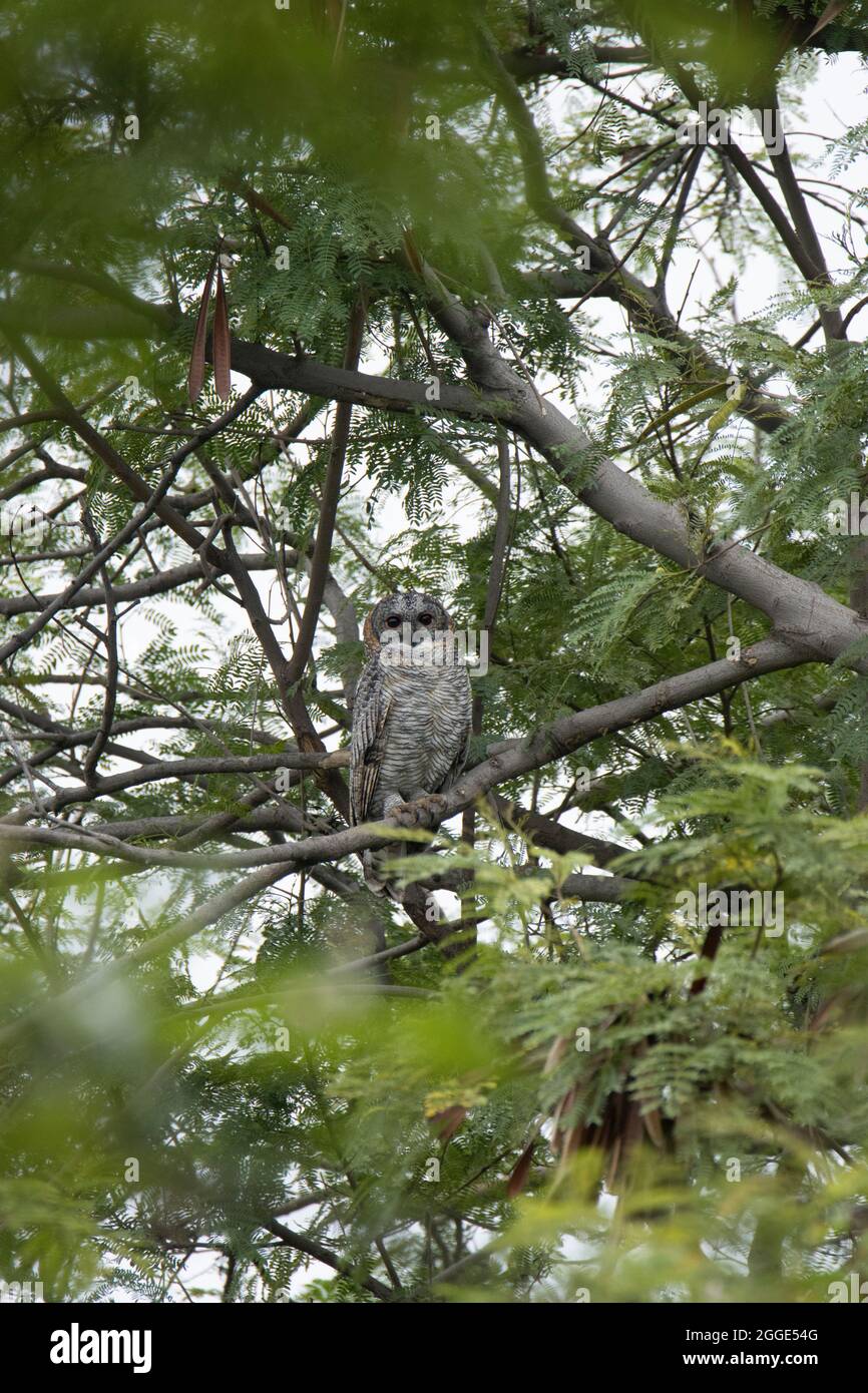 Melange Holzeule, Strix ocellata. Mittelgroße, fleckig aussehende Eule mit dunklen Augen, Indien Stockfoto