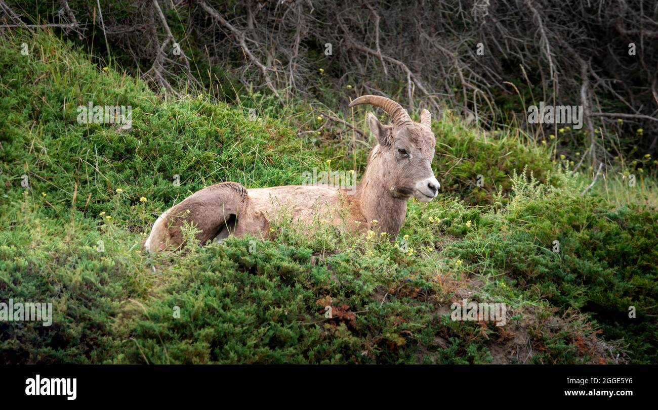 Bighorn Schafe (Ovis canadensis) sitzen im Gras, Jasper National Park, British Columbia, Kanada Stockfoto