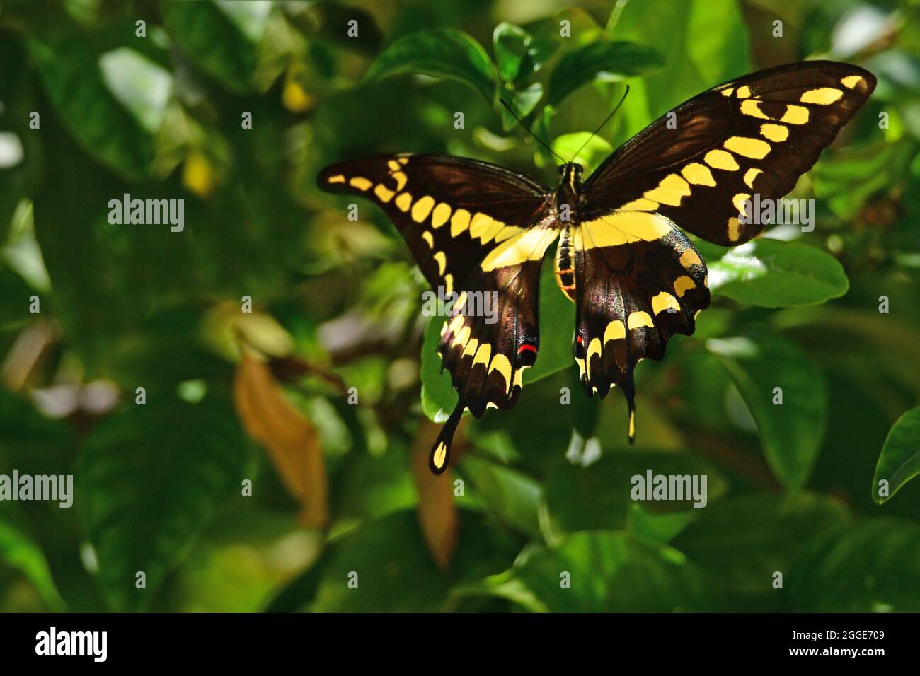 Riesiger Schmetterling Schwalbenschwanz (Papilio Cresphontes) Stockfoto