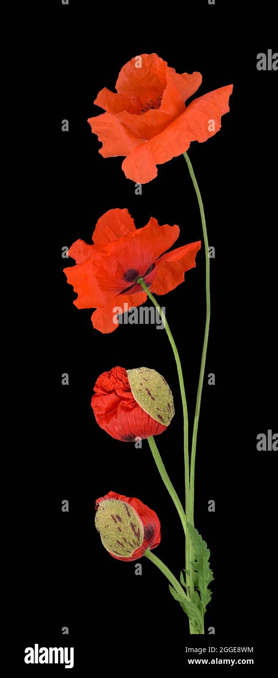 Mohnblumen (Papaver Rhoeas), Blume, Knospe, Blatt, Stiel, Bildtafel, Deutschland Stockfoto