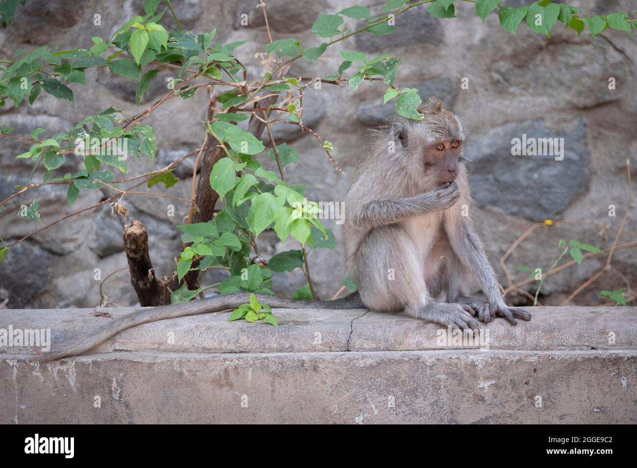 Krabbenfressende Makaken (Macaca fascicularis) oder Javanaffe, sitzend an der Wand, Bali, Indonesien Stockfoto