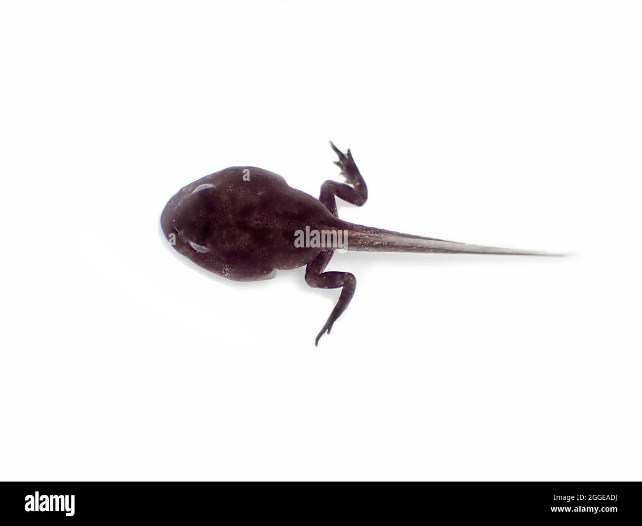 Gewöhnlicher Frosch (Rana temporaria), Kaulquappe mit entwickelten Hinterbeinen, die Vorderbeine sind in kleinen Hauttaschen und noch nicht sichtbar, Frühjahr, Berlin Stockfoto