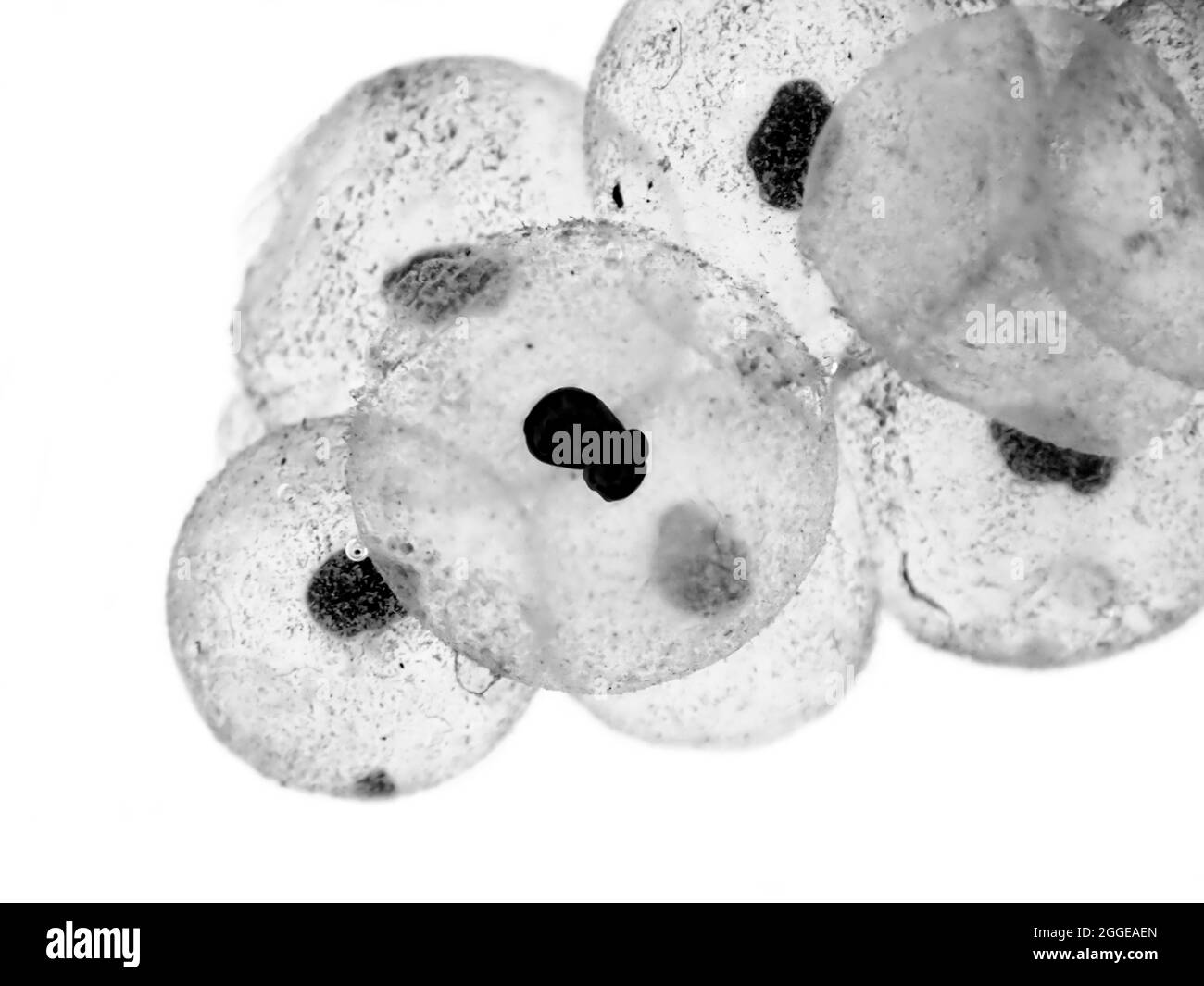 Gewöhnlicher Frosch (Rana temporaria), Eier, Frogspawn, Laichzeit, Frühling, Berlin, Deutschland Stockfoto