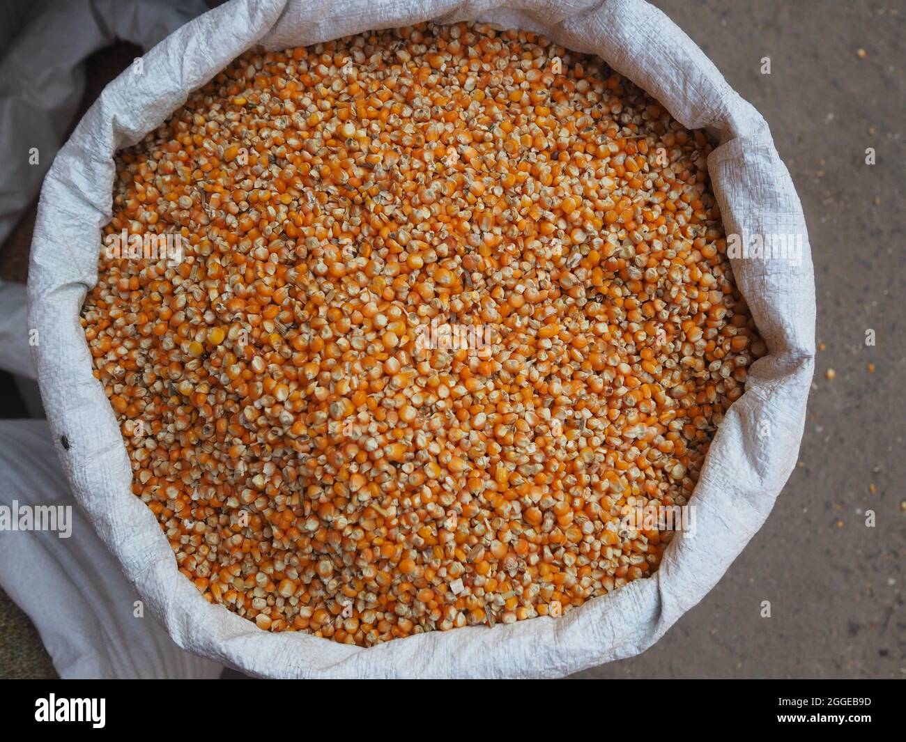 Frischer Mais, Sardar Market, Old Town, Jodhpur, Rajasthan, Indien Stockfoto