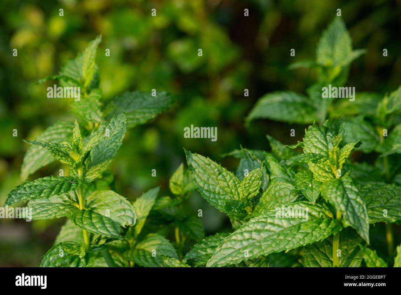 Pfefferminzminze in Nahaufnahme für einen natürlich aussehenden Hintergrund Stockfoto