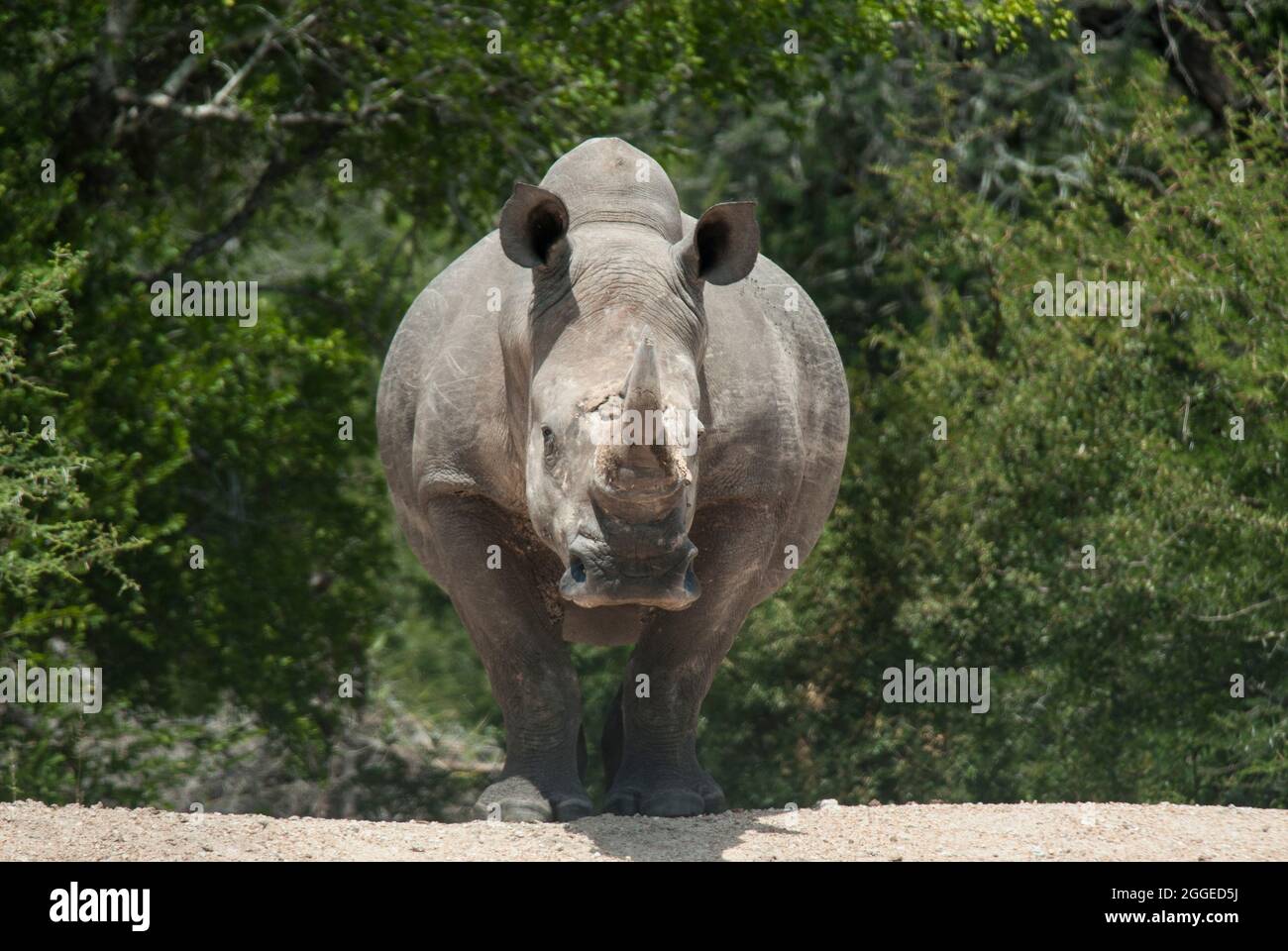 Große weiße Nashornbeine (Ceratotherium simum simum) mit Blick auf die Kamera mit grünen Bäumen und hinter der Kamera gebratenen. Krüger National Park, Südafrika. Stockfoto