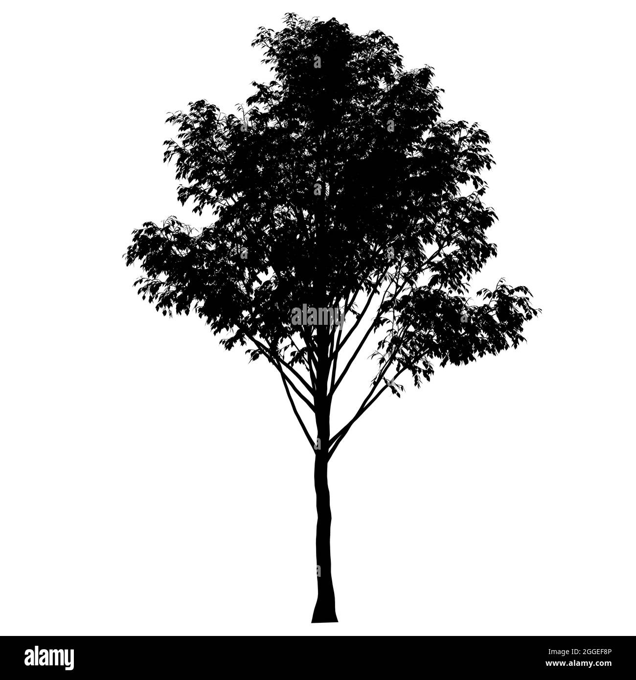 Detaillierte Baumsilhouette auf weißem Hintergrund isoliert. Vektorgrafik. Stock Vektor