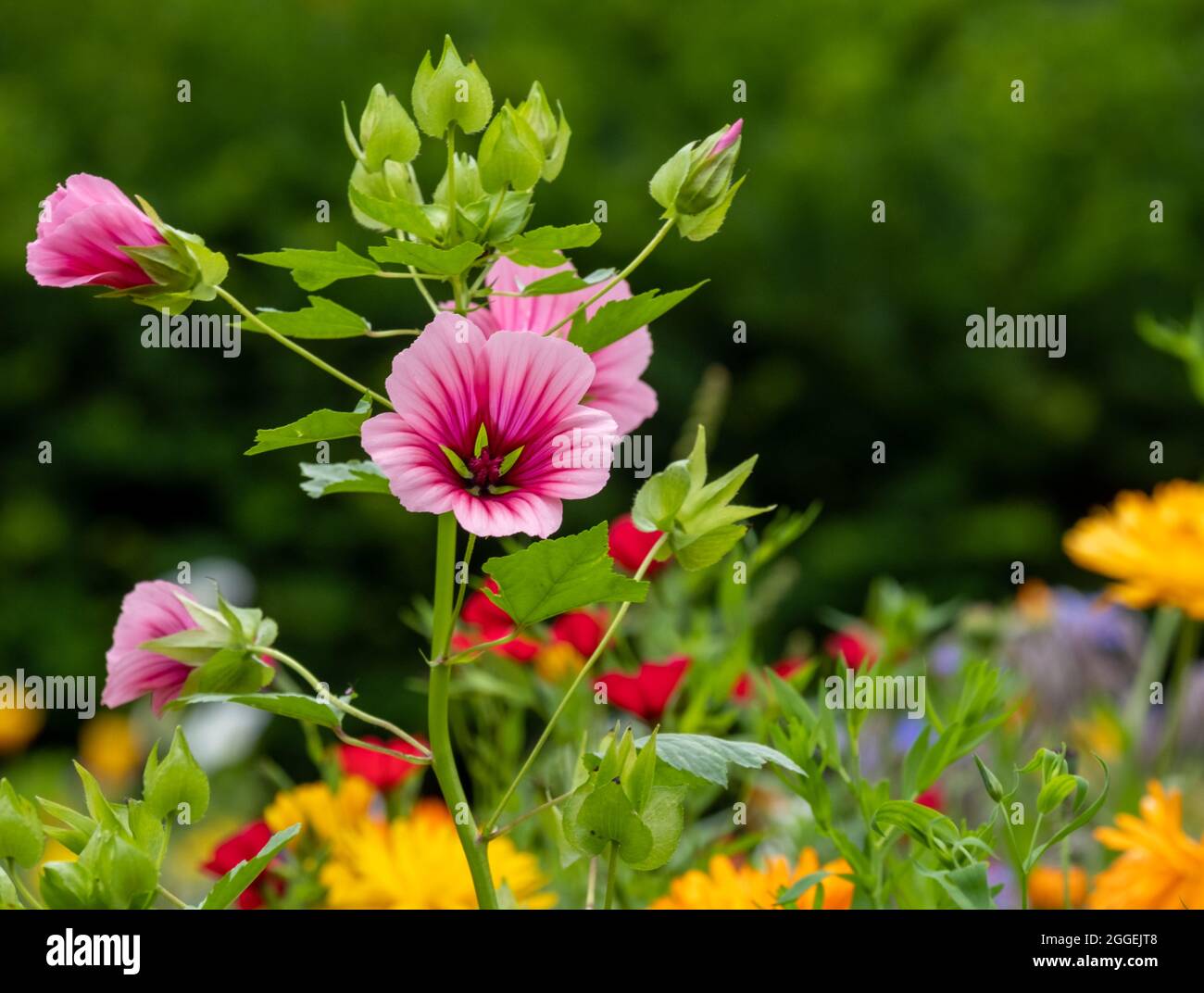 Farbenfrohe Wildblumen, darunter magentafarbene Malven-Trifida mit grünem Auge, die in einem Garten in der Nähe von Chipping Campden in den Cotswolds, Großbritannien, wachsen Stockfoto