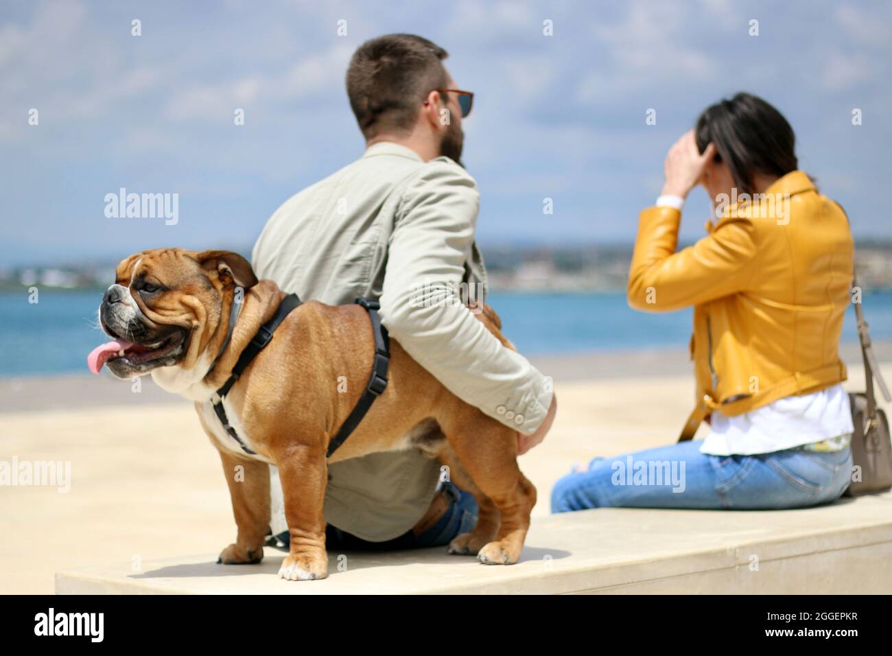 Bulldog am Strand in Syrakus, Sizilien Stockfoto